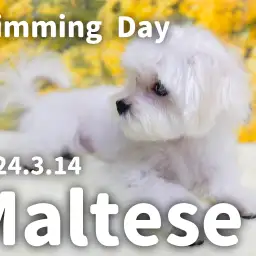 【 マルチーズの成長ログ 】シャンプーで更にシルキーに可愛く変身!