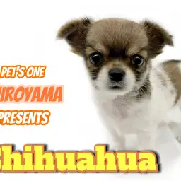 【 チワワ 】特別感たっぷりのカラーをまとった手乗りサイズの甘えんぼガール