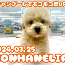 【 ビションプー成長ログ 】シャンプーしてモコモコ度UP！