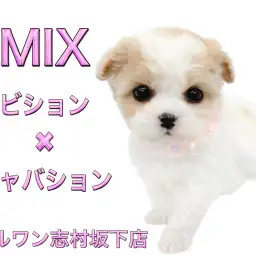 【 MIX 】初入店!お父さんはビション、お母さんはキャバションの希少MIX登場