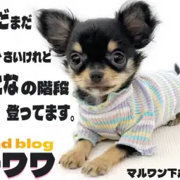 【 チワワ 】体重1kgの小柄!温厚で抜群の手入れ慣れ、飼いやすい理由もあり?