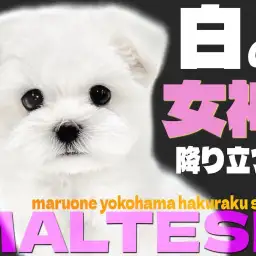 【 マルチーズ 】小さめサイズのぬいぐるみわんこ！可愛さの秘密を大公開！