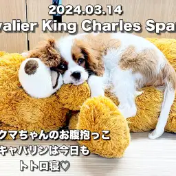 【 キャバリア成長ログ 】歴代キャバリアちゃんの可愛いお昼寝スタイルはこれっ！