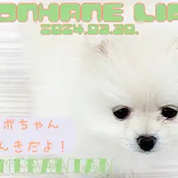 【 ポメラニアン成長ログ 】〜元気いっぱい春色ガール〜