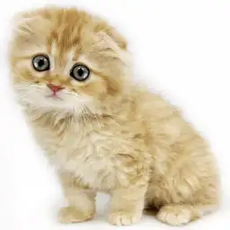 スコティッシュフォールド