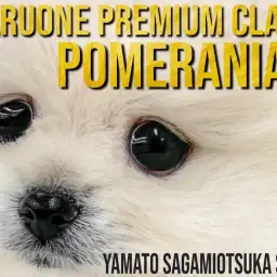 【 ポメラニアン 】プレミアム認定！ポメ界に降臨した圧倒的に可愛いプリンセス！