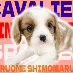 【 キャバリア 】ブレンハイムが美しい!愛らしいルックスが特徴の癒し系わんこ!