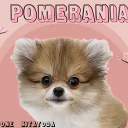【 ポメラニアン 】たぬきでもキツネでもない！唯一無二のポメラニアン