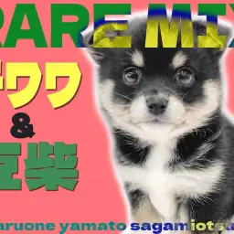【 MIX 】オンリーワンな魅力たっぷり！チワワと豆柴のミックス犬チワ豆登場！