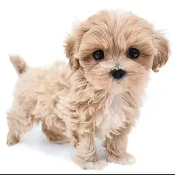 MIX（マルチーズ×トイプードル）