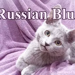 【 ロシアンブルー 】クールで紳士的！生後5か月のボイスレスキャット！