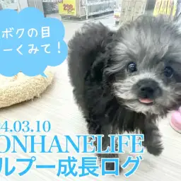 【 トイプードル成長ログ 】ボクの目をよく見て！まん丸の瞳のシルバーちゃん
