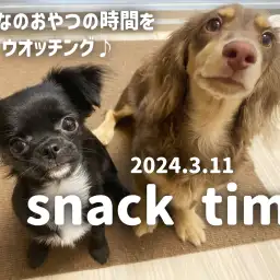 【 ワンチャンズ成長ログ 】仲良しトリオのおやつの時間ウオッチング!