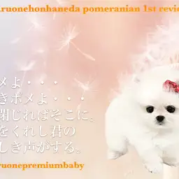 【 ポメラニアン 】春風に乗ってやってきた！たんぽぽ系ポメとは私のことよ！
