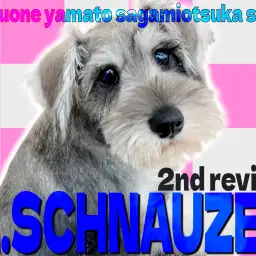 【 シュナウザー 】甘えん坊のパワフルガール！心も体もキュートに成長中です！