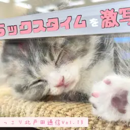 【 ほっこり北戸田通信Vol.13 】目を惹かれるその寝顔を激写!