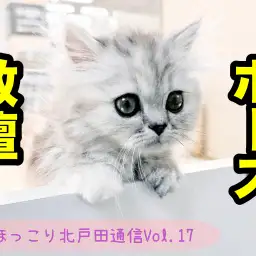 【 ほっこり北戸田通信Vol.17 】短足猫の教壇ポーズ!