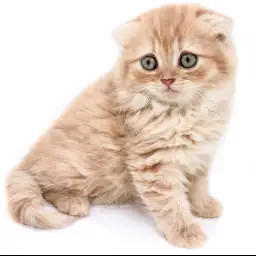 スコティッシュフォールド