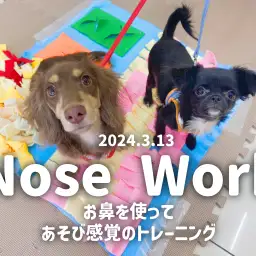 【 ノーズワークトレーニング 】お鼻を使ってあそび感覚のトレーニング！