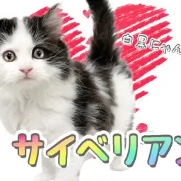 【 サイベリアン 】黒と白のコントラスト！クールな見た目を覆すパワフルにゃんこ