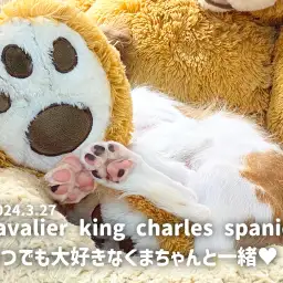 【 キャバリアの成長ログ 】いつでも大好きなくまちゃんと一緒が良いの!