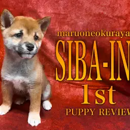 【 柴犬 】パピー期ならではのチャームポイント!困り顔と可愛い泥棒ヒゲ!