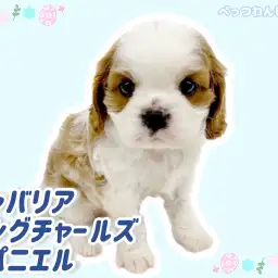 【 キャバリア 】極上もっちりボディ！優しいお顔のフレンドリーわんこ！
