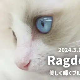 【 ラグドール成長ログ 】美しく輝きを放つ神秘的な青い瞳!