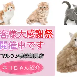 【 お客様大感謝祭 】3/17まで開催中です！鶴見店ネコちゃん紹介！