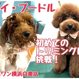【 トイ・プードル 】濃厚レッドトイプーちゃんはじめてのトリミングに挑戦!