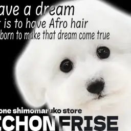 【 ビションフリーゼ 】社交性抜群!将来有望の天真爛漫なアイドル爆誕!