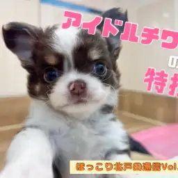 【 ほっこり北戸田通信Vol.11 】カメラ目線の達人チワワ!