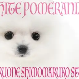 【 ポメラニアン 】超人気の白たぬきポメ!更に小さめサイズでスター街道まっしぐら