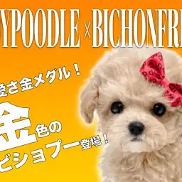 【 MIX 】この可愛さ半端ない！抱き心地抜群な綿あめビションプー！