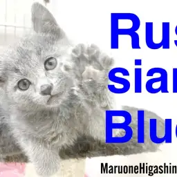 【 ロシアンブルー 】透き通るブルーを纏った将来を夢見る細マッチョ