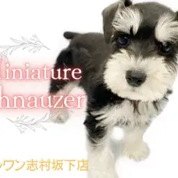 【 ミニチュアシュナウザー 】しっかりボディが魅力の高ビジュアルなシュナちゃん!