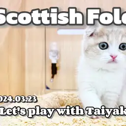【 スコティッシュフォールド成長ログ 】今日も元気にケリケリしちゃうニャ!