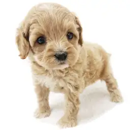 MIX（アメリカンコッカースパニエル×トイプードル）