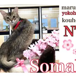 【 ソマリ 】艶々の美ボディのソマリちゃんの3rd blog