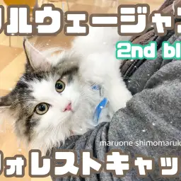 【 ノルウェージャン 】生後4ヶ月の魅力と、最新の情報をお届けする2ndブログ!