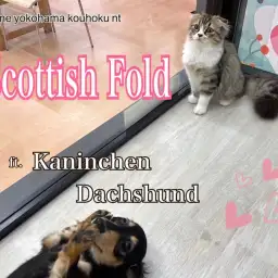 【 スコティッシュフォールド 】生後6ヶ月スコちゃんのワン友作り