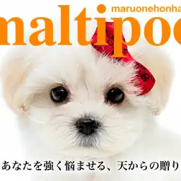 【 MIX 】透き通るホワイトコートにゆる巻きウェーヴヘアが魅力のマルプー紹介!