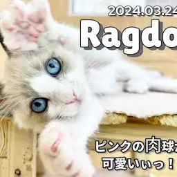 【 ラグドール成長ログ 】ばんざーいっ!私のお手々も見てニャ!