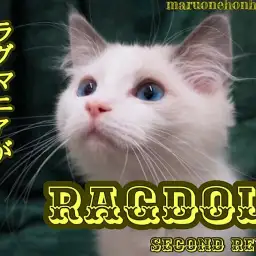 【 ラグドール 】僕大人びてきたかニャ?!4ヶ月を迎えた真白きボーイ!!