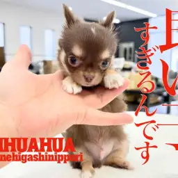 【 チワワ 】容姿端麗!天使の使い?性格良しのトリプルプレー!