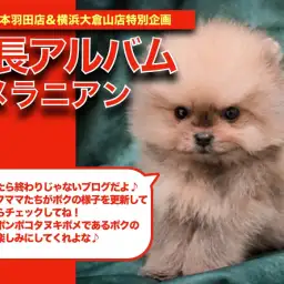 【 ポメラニアン 】令和ぽんぽこ！プレミアムポメラニアンちゃんの成長日記