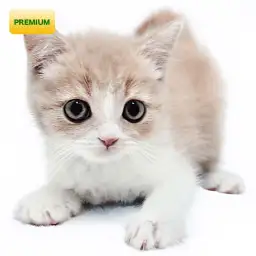 ブリティッシュショートヘア