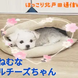 【 ほっこり北戸田通信Vol.8 】おねむなマルチーズちゃん