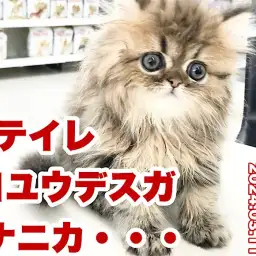 【 ペルシャ成長ログ 】お手入れなんて朝飯前よ!余裕のドヤ顔ペルシャちゃん