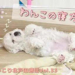 【 ほっこり北戸田通信Vol.33 】寝方紹介~わんこ編~